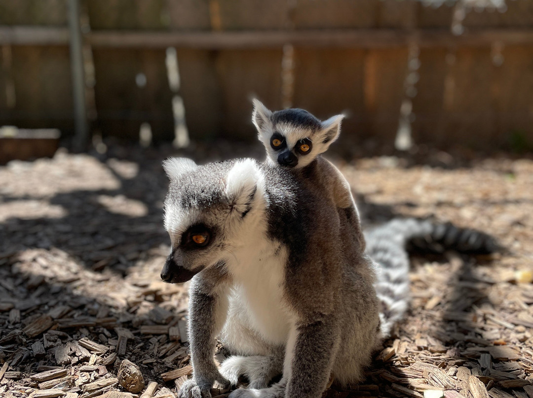 Bioparc Genève Pierre Challandes-Bellevue必去景点