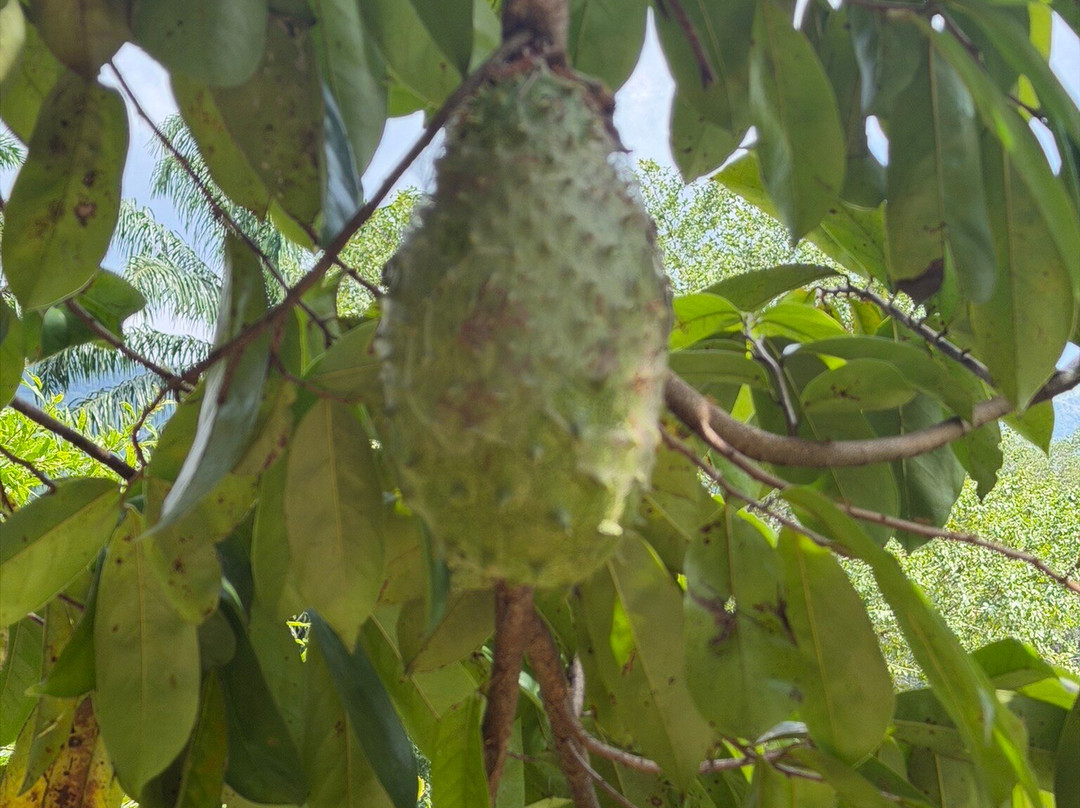 National Spice Garden of Sri Lanka-Matale必去景点