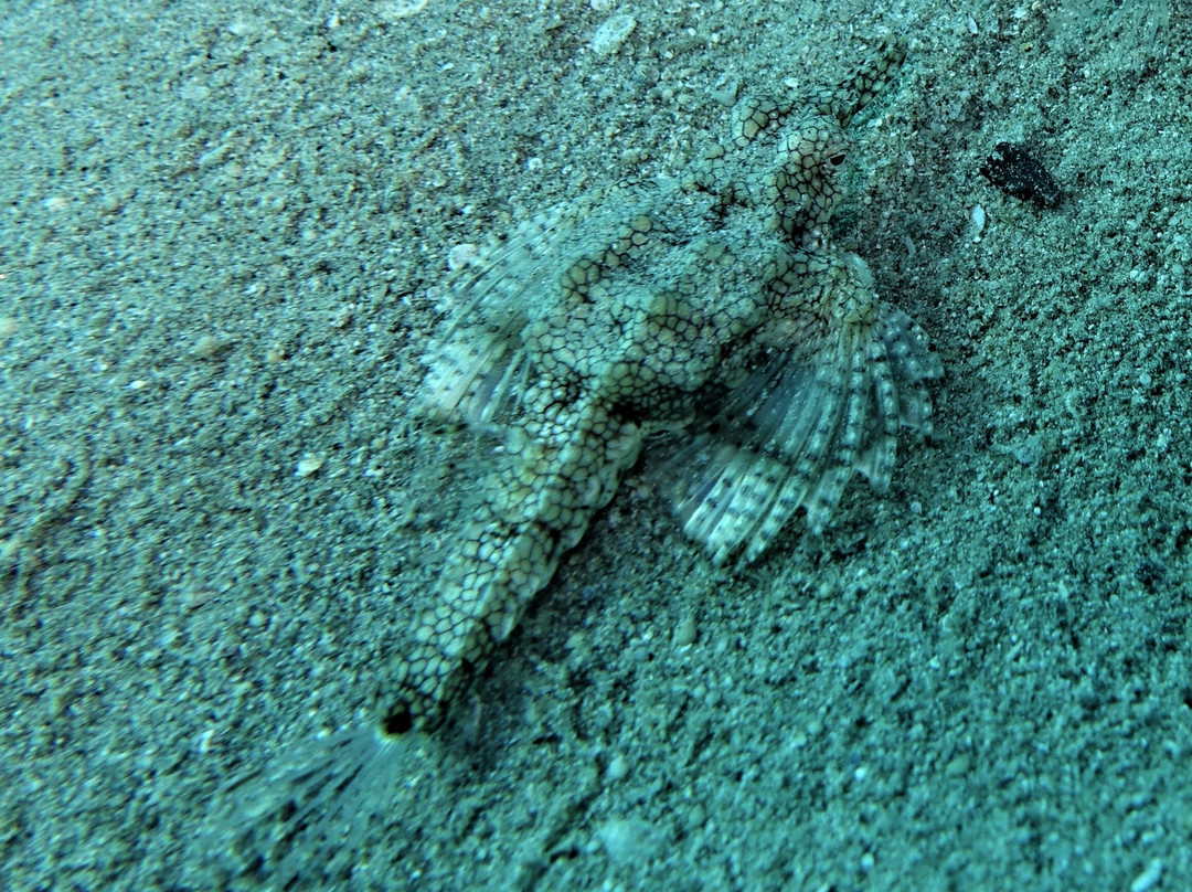 ORCA Dive Club Coral Garden-Safaga必去景点