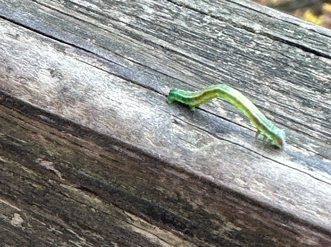 Matthiessen State Park-尤蒂卡必去景点