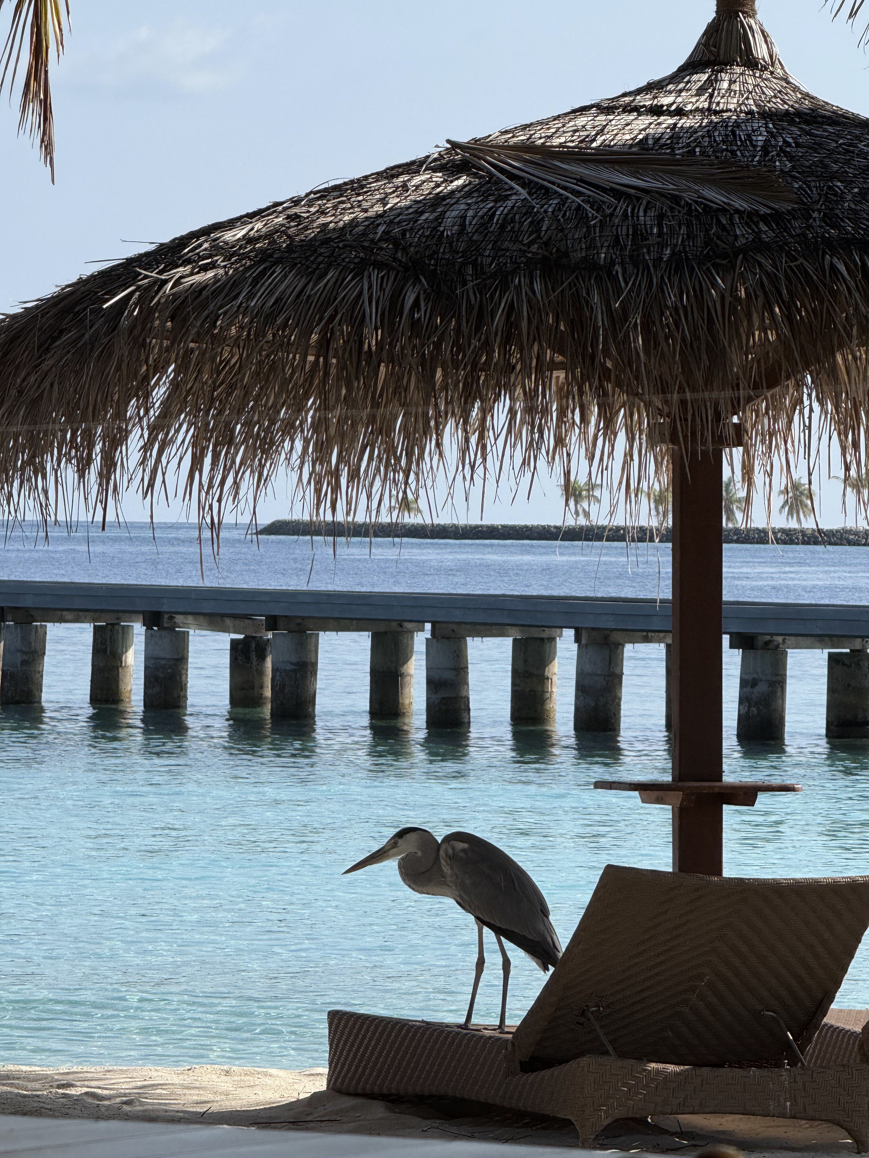 尼卡岛度假村-泳池