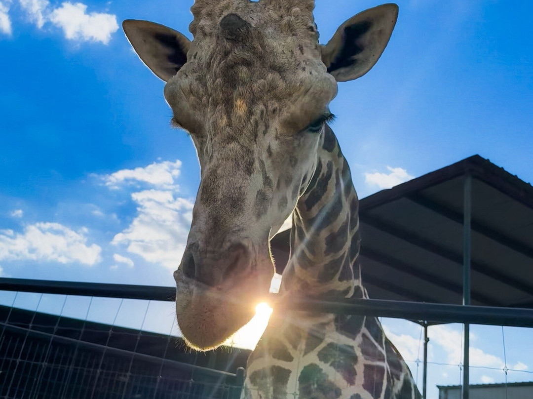 Aggieland Safari-布赖恩必去景点