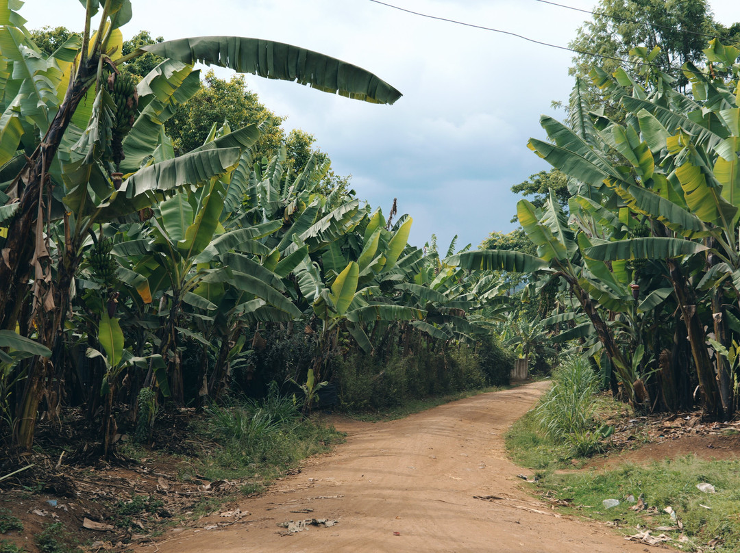 Gapeef Grace Beekeeping-Machame必去景点