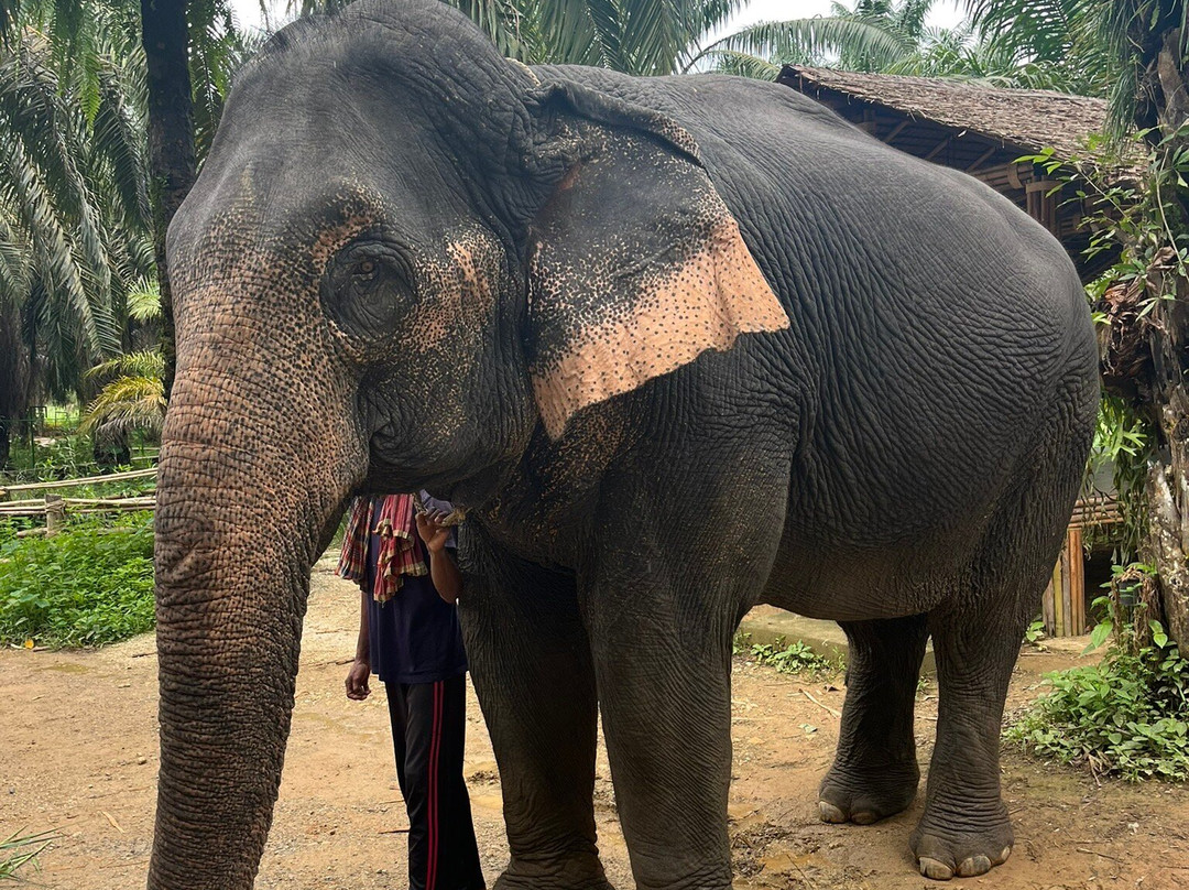 Khao Sok Elephant Sanctuary-拷索国家公园必去景点