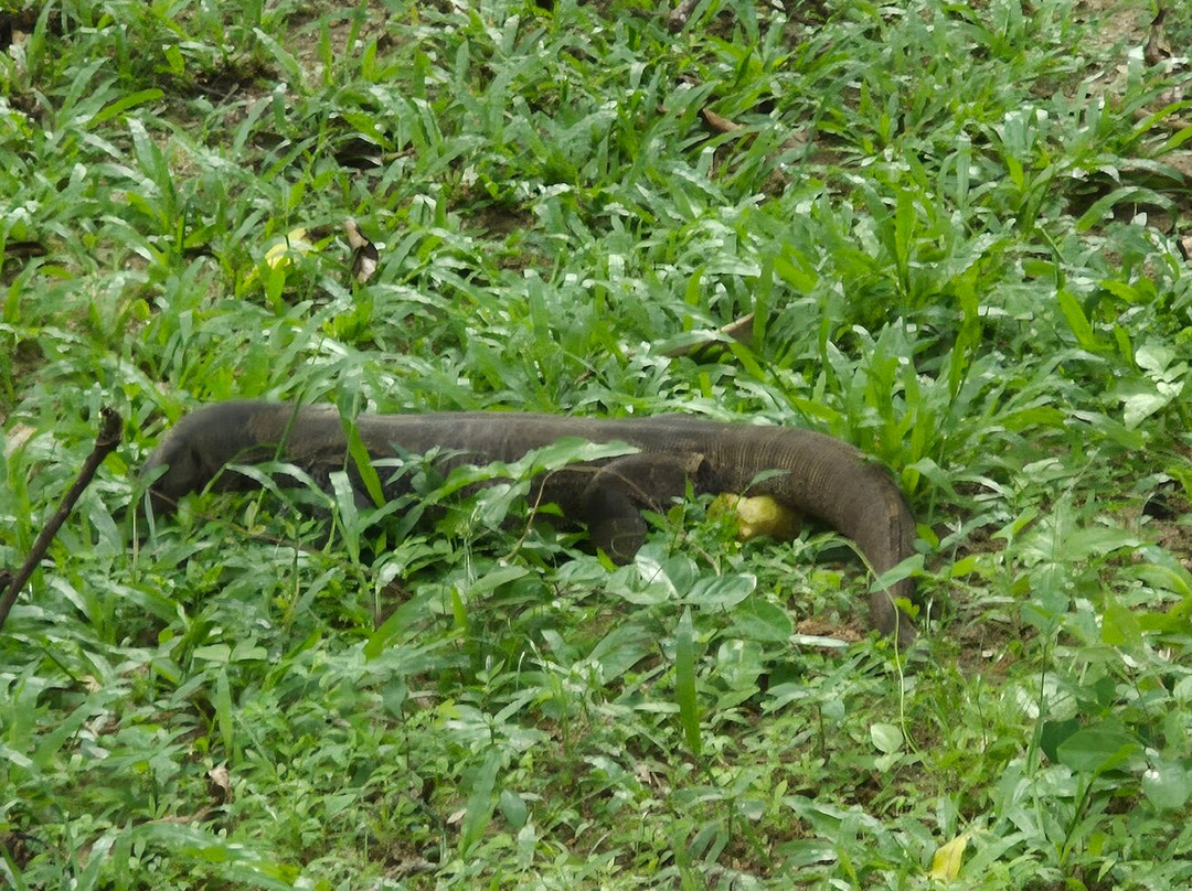 Ayurveda Paradise Maho主图