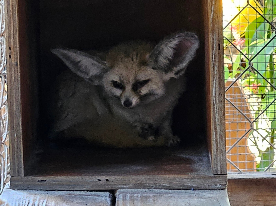 Shy Wolf Sanctuary Education & Experience Center-Golden Gate必去景点