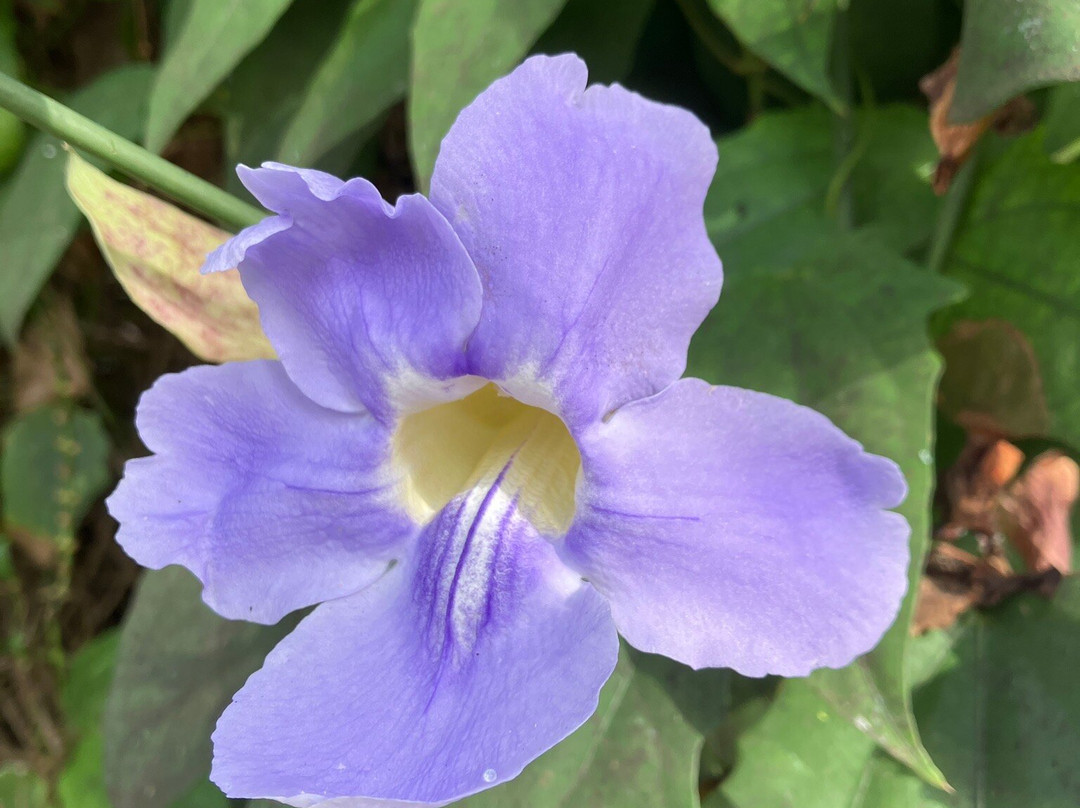 Jardines de la Marquesa-Arucas必去景点