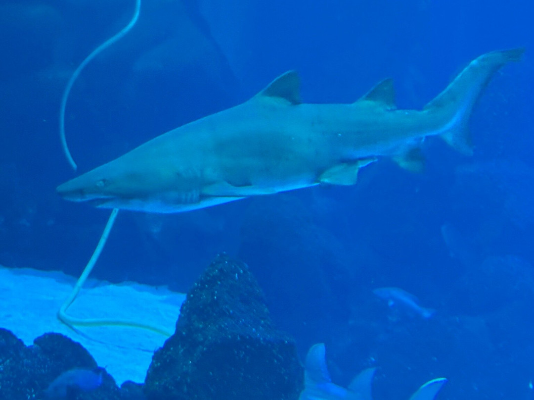 Poema Del Mar-大加那利岛拉斯帕尔马斯必去景点