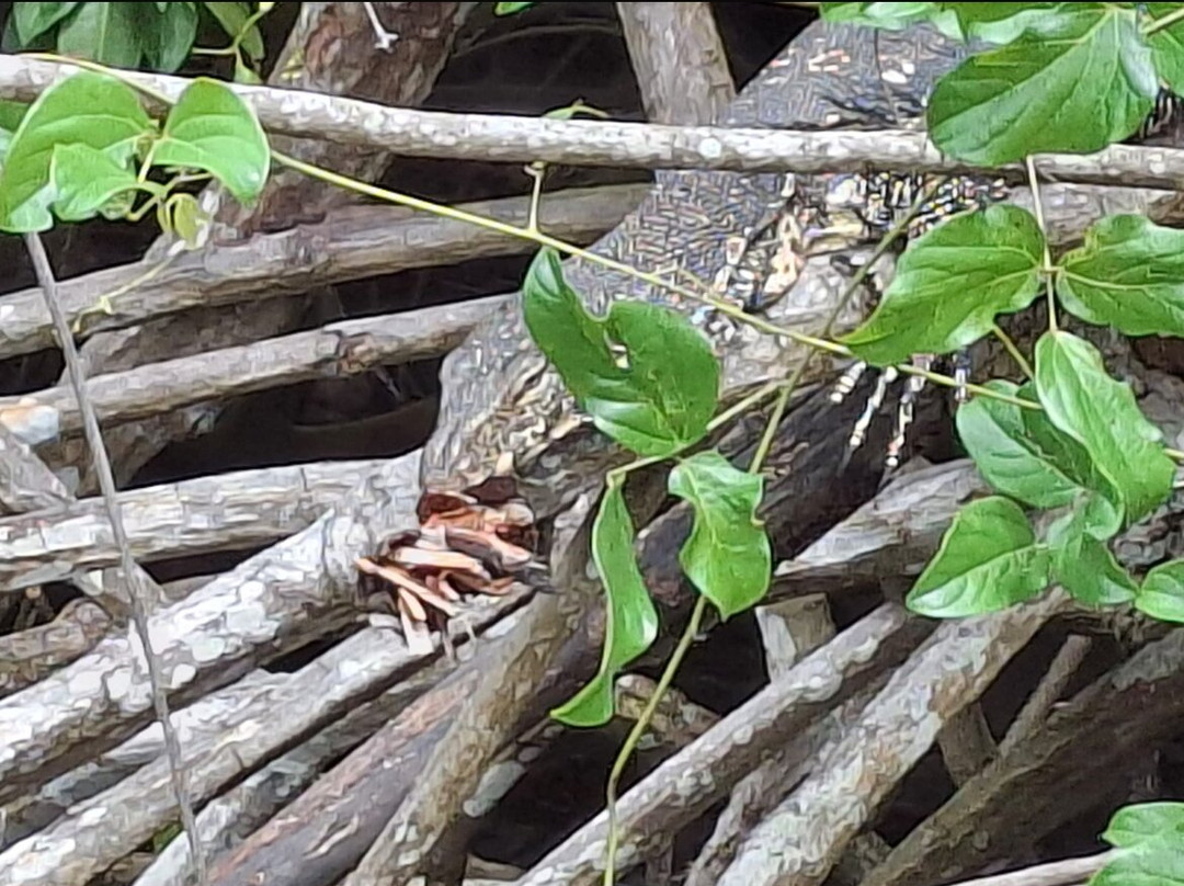 Lucky Boat Safari-班托塔必去景点