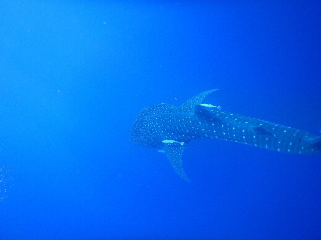 Delfinausflug Mit MO-赫尔格达必去景点