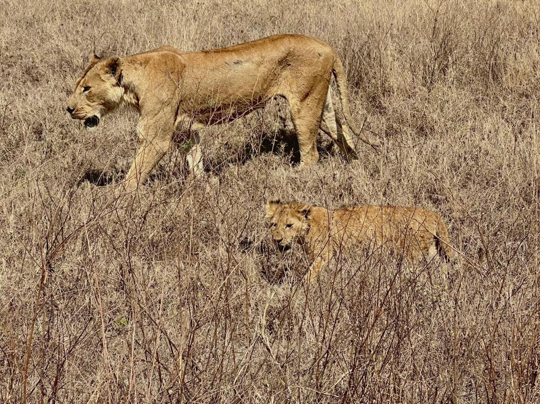 Taswira Africa Safaris-阿鲁沙必去景点