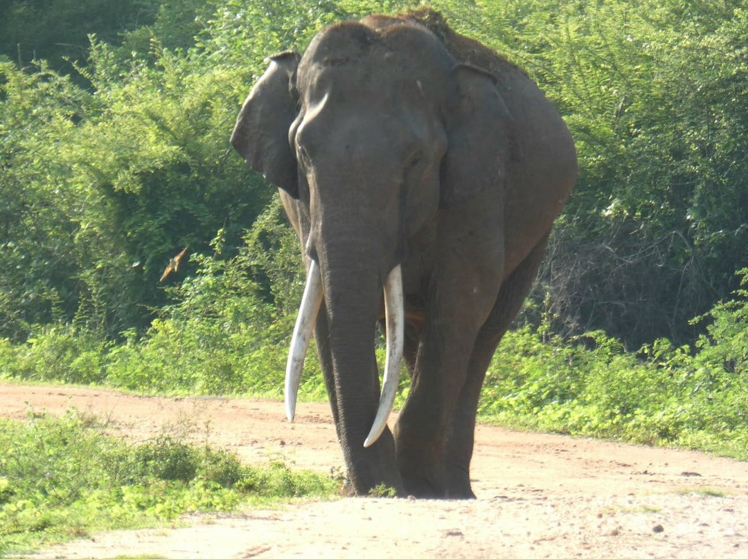 Udawalawe National Park l 4 Hours Safari Tour-乌达瓦拉瓦必去景点