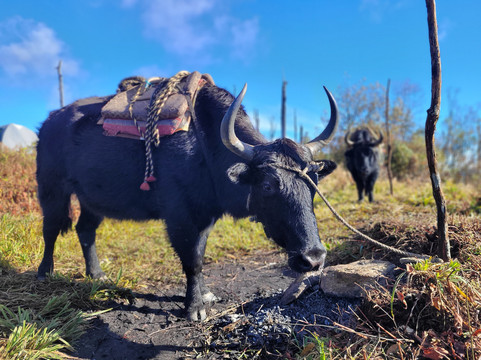 Lake View Nest Eco Retreat & Home Stay主图