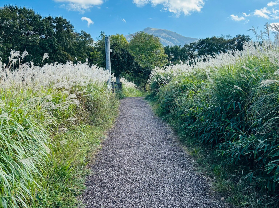 Tadewara Wetlands-九重町必去景点