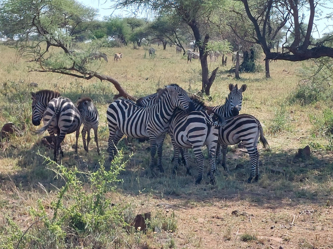 Predators Safari Club-阿鲁沙必去景点