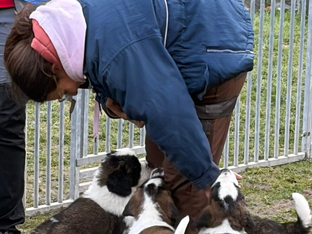 Barryland - Musée Et Chiens Du St-bernard-马蒂尼必去景点
