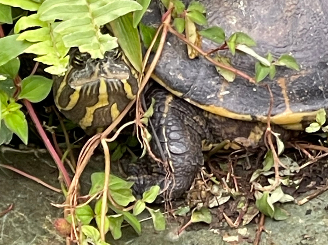 Parque Reptilandia-主日镇必去景点