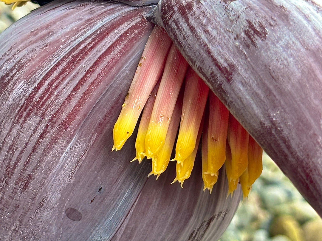 Cafe & Cacao Tour Bijagua-Bijagua de Upala必去景点