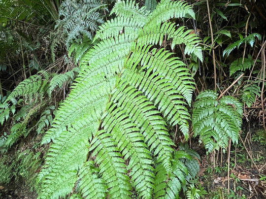 Concierge Conexion PR-圣胡安必去景点