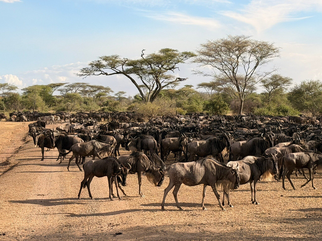 易捷旅游-一日游-阿鲁沙必去景点