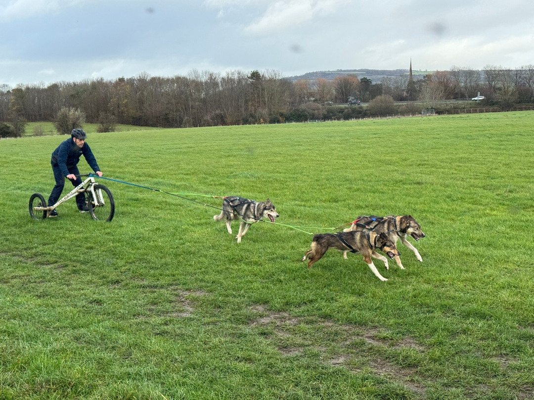 Arctic Quest Sled Dog Adventures-图克斯伯里必去景点