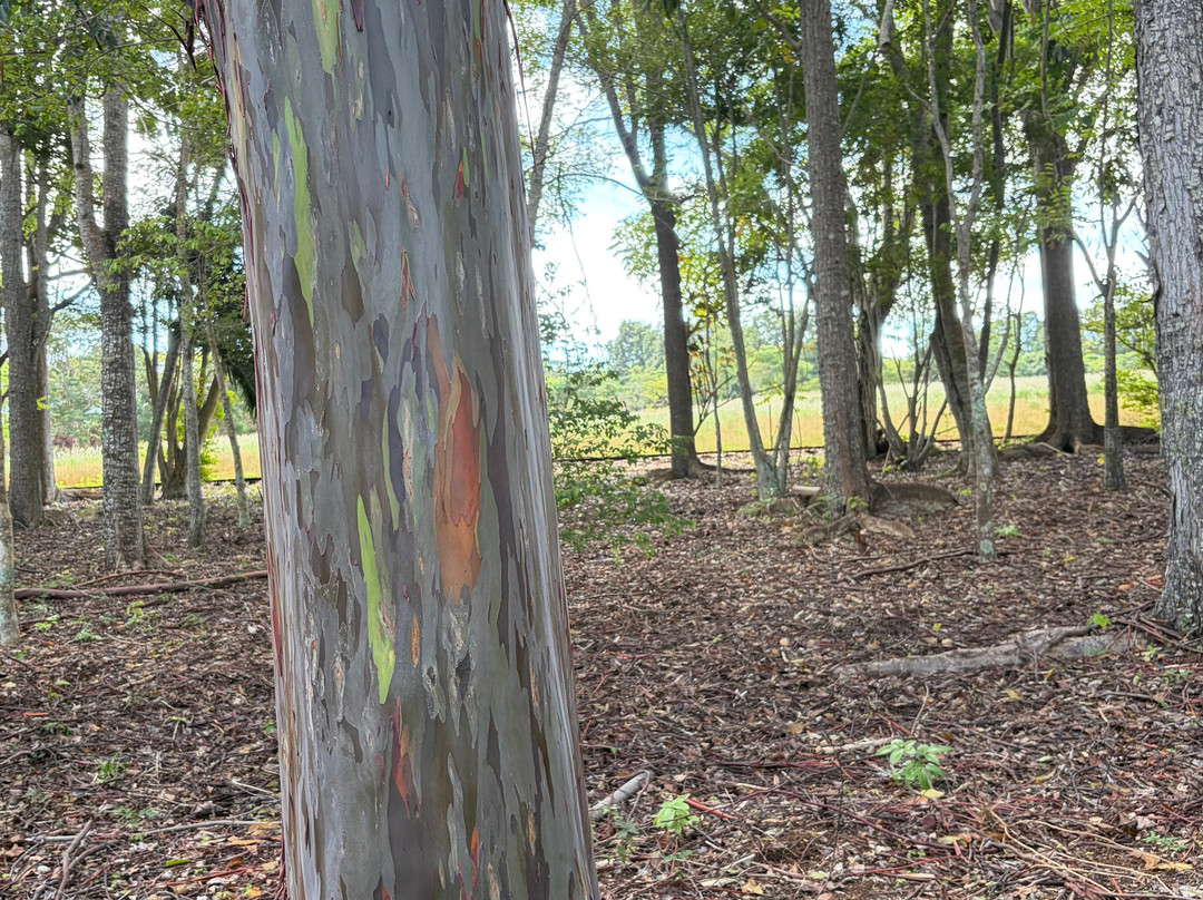 Kauai Plantation Railway-利胡埃必去景点