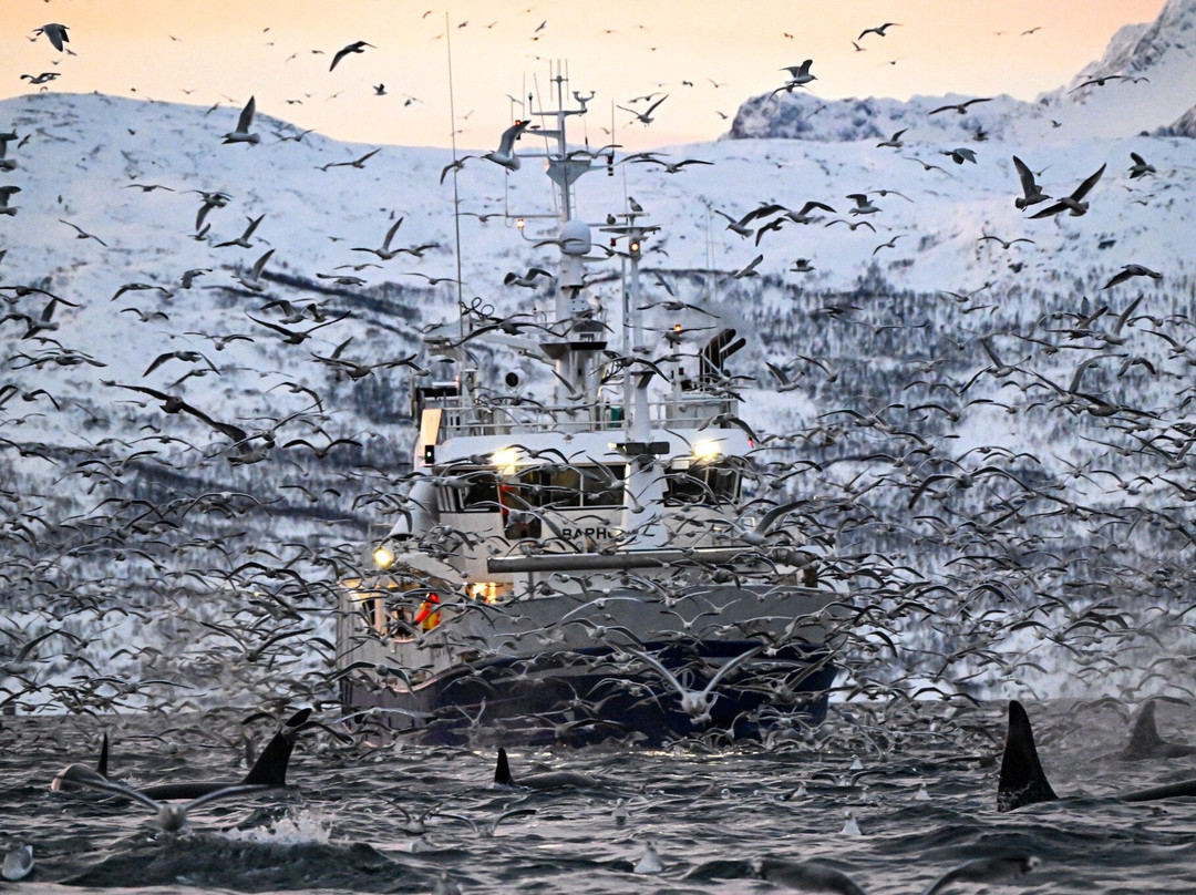 Majestic Whale Encounters-Foa Island必去景点