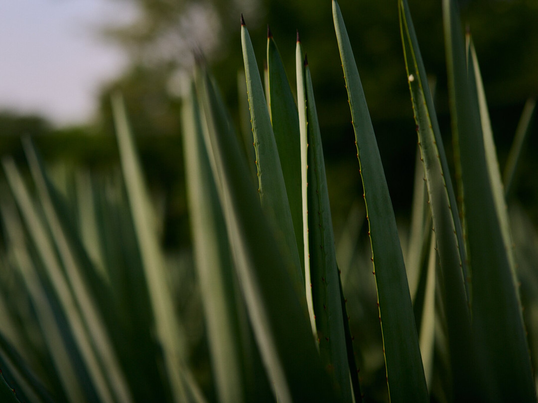 Finca 18-瓦拉塔港必去景点