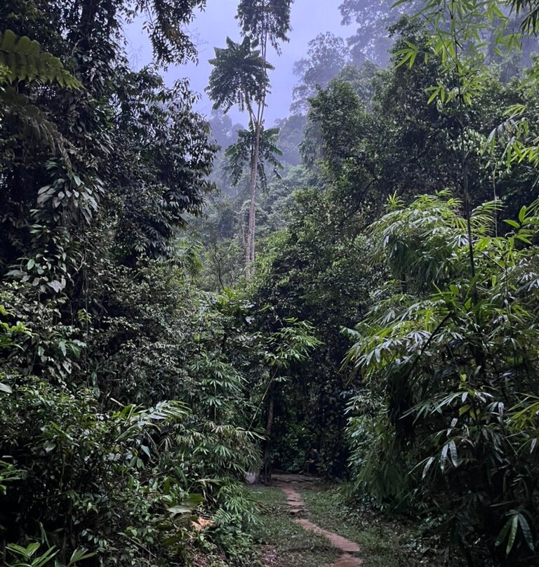 Sumatra Jungle Tours-武吉拉旺必去景点