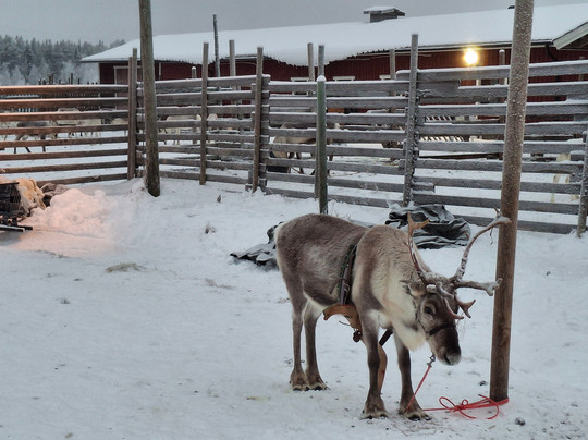 Ounaskievari Reindeer Farm-Kongas必去景点