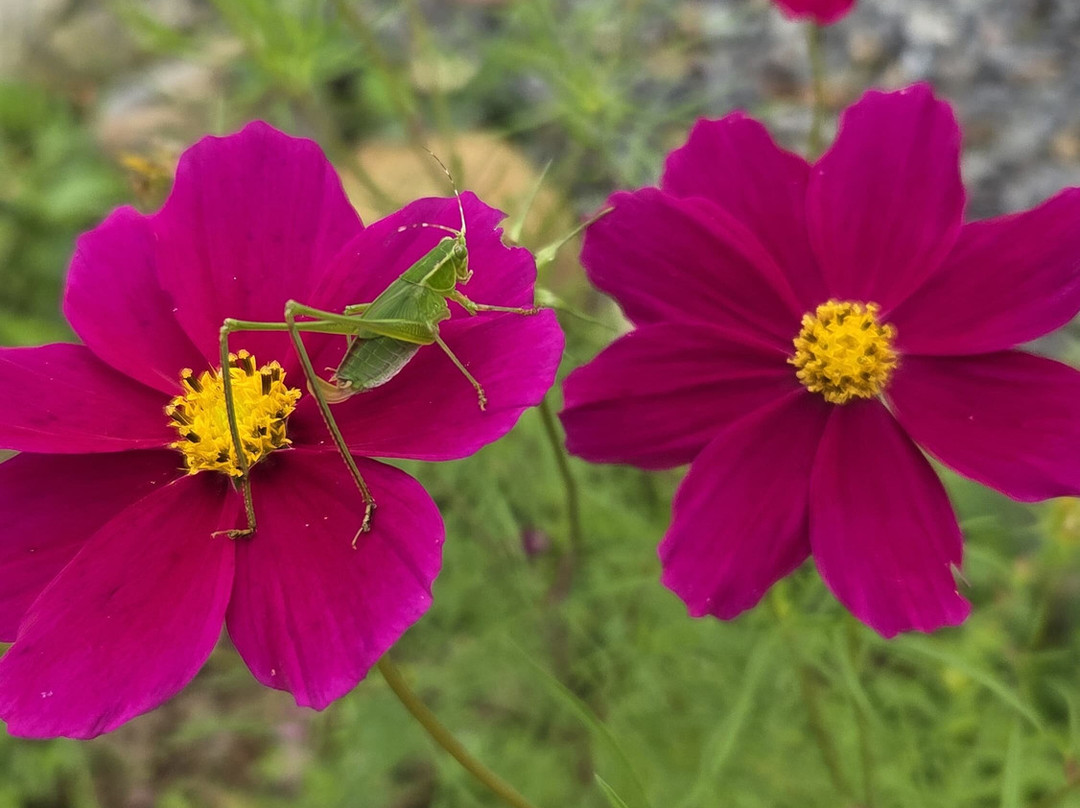 Kasaguadua Natural Reserve-萨伦托必去景点