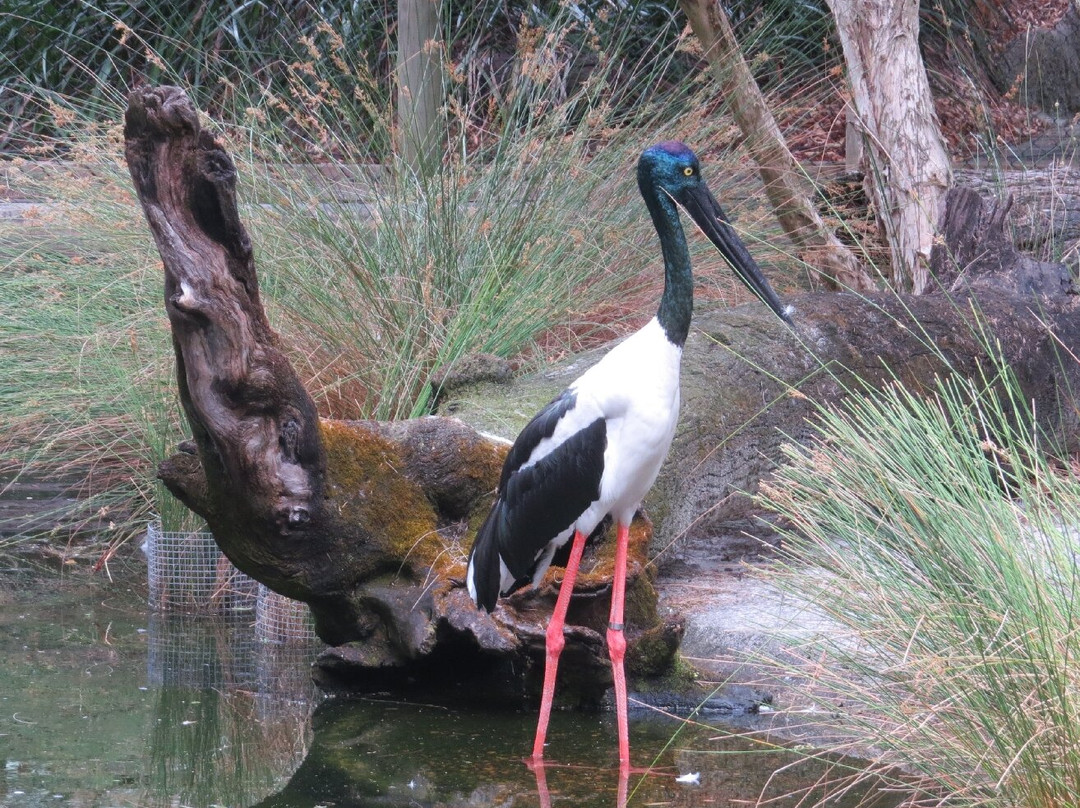 珀斯动物园-南珀斯必去景点