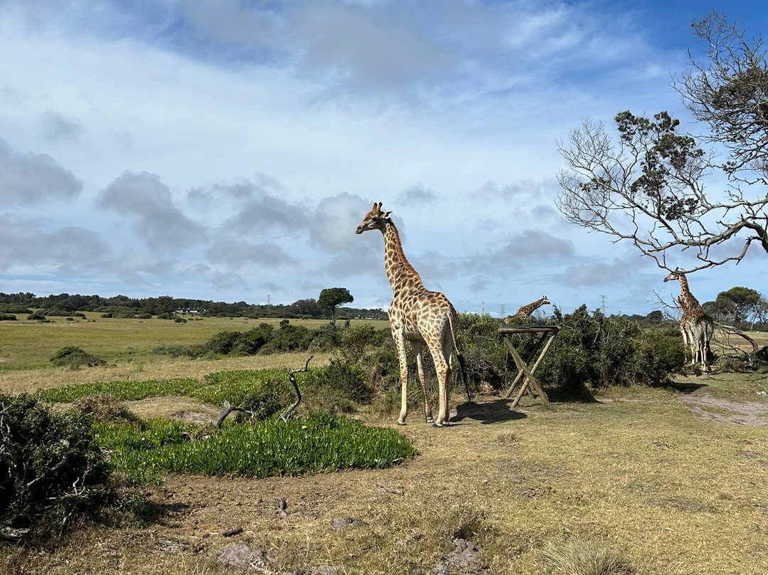 Kragga Kamma Game Park-伊丽莎白港必去景点