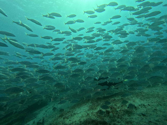 Pura Vida Diving-布兰卡滩必去景点
