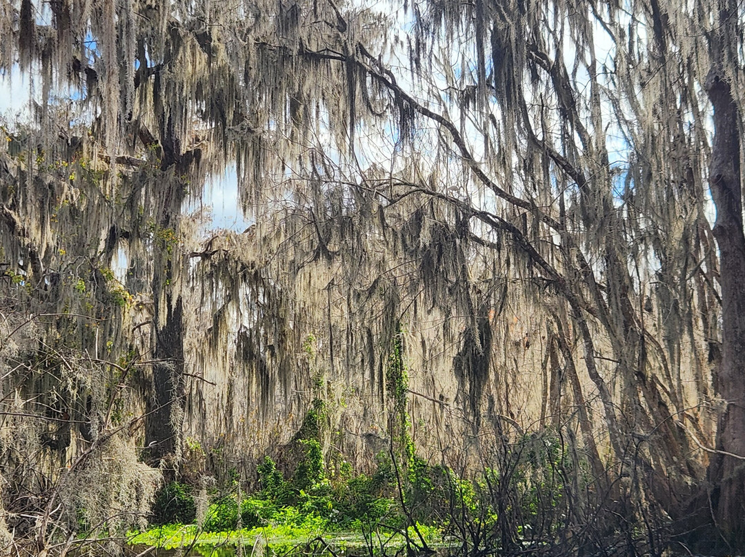 Swamp Fever Airboat Adventures-Lake Panasoffkee必去景点