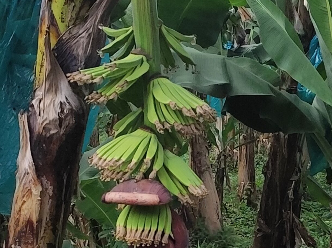 Plantation Grand Café-Capesterre-Belle-Eau必去景点