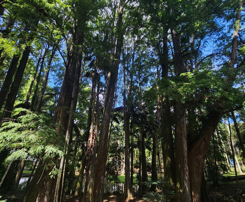 Parque Estadual Cantareira - Núcleo Pedra Grande-圣保罗必去景点