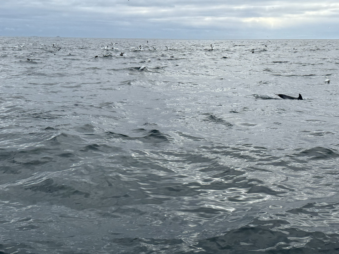 Skellig Michael Cruises-Portmagee必去景点