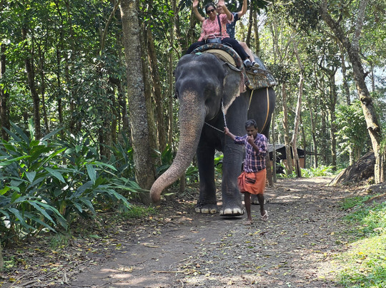 Kalpavanam Elephant Park-帖可迪必去景点