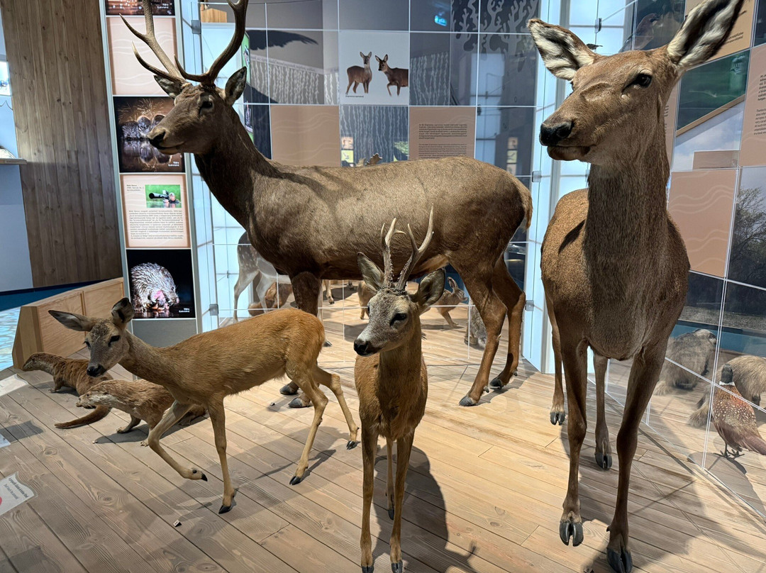 Móra Ferenc Múzeum-塞格德必去景点