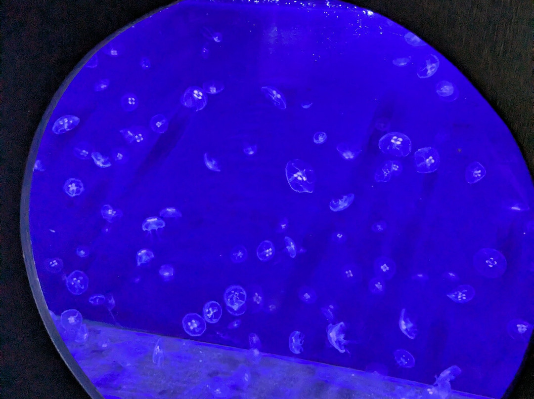 Aqua Show-Audierne必去景点