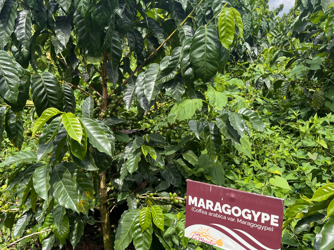 Café La Morelia-El Caimo必去景点