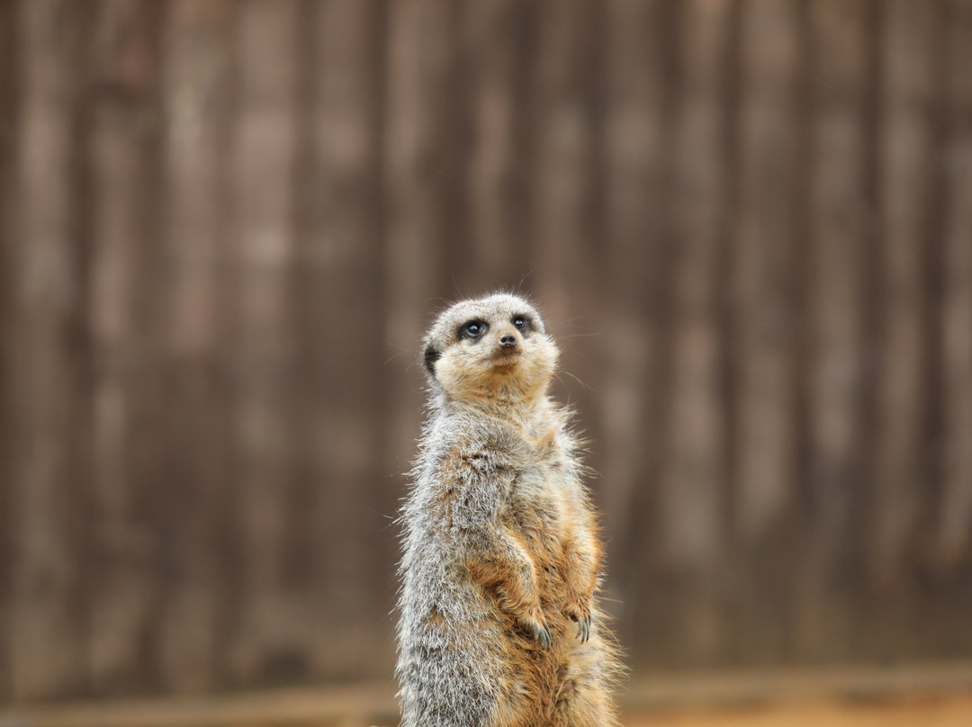 Jimmy's Farm & Wildlife Park-伊普斯威奇必去景点