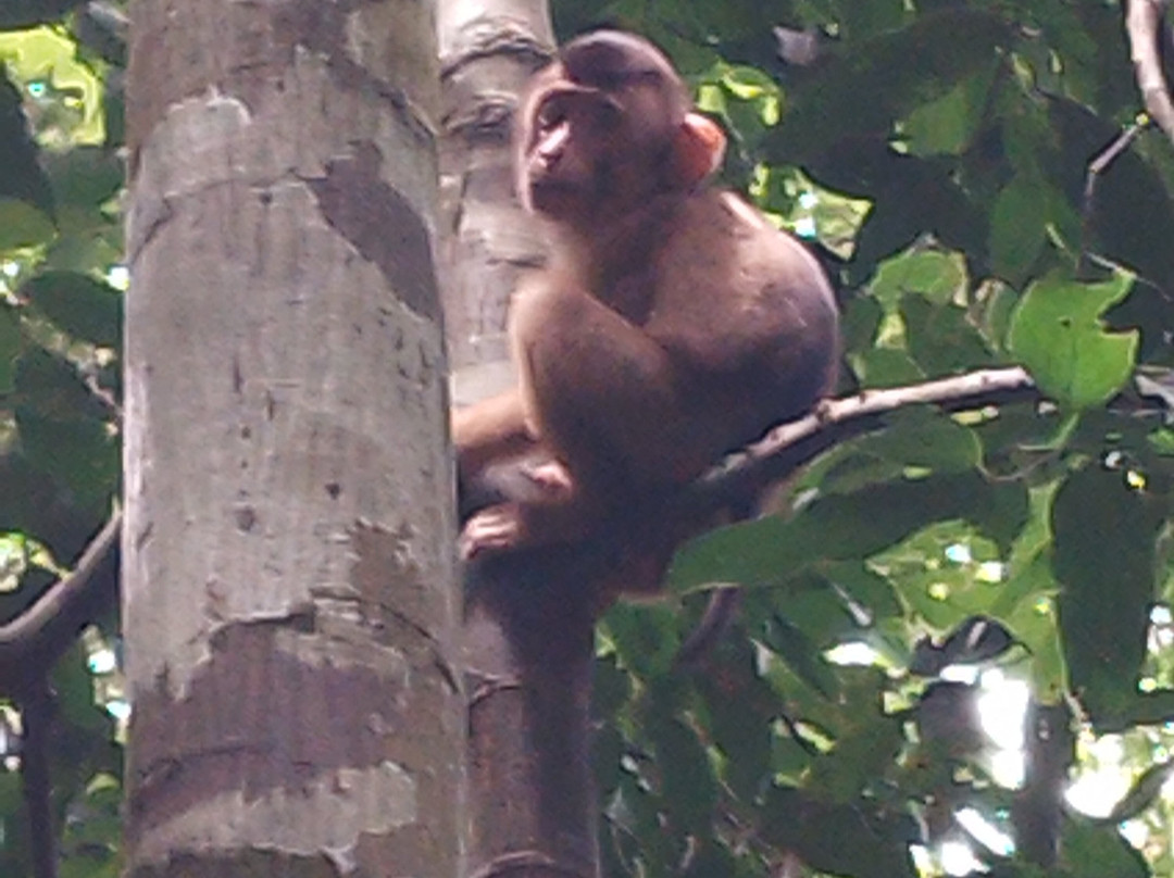 Sumatra Orangutan Tours-武吉拉旺必去景点
