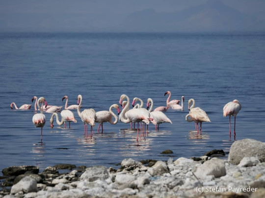 Bale Trek Ethiopia Tours-Goba必去景点