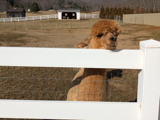 Winchester Creek Farm-韦恩斯维尔必去景点