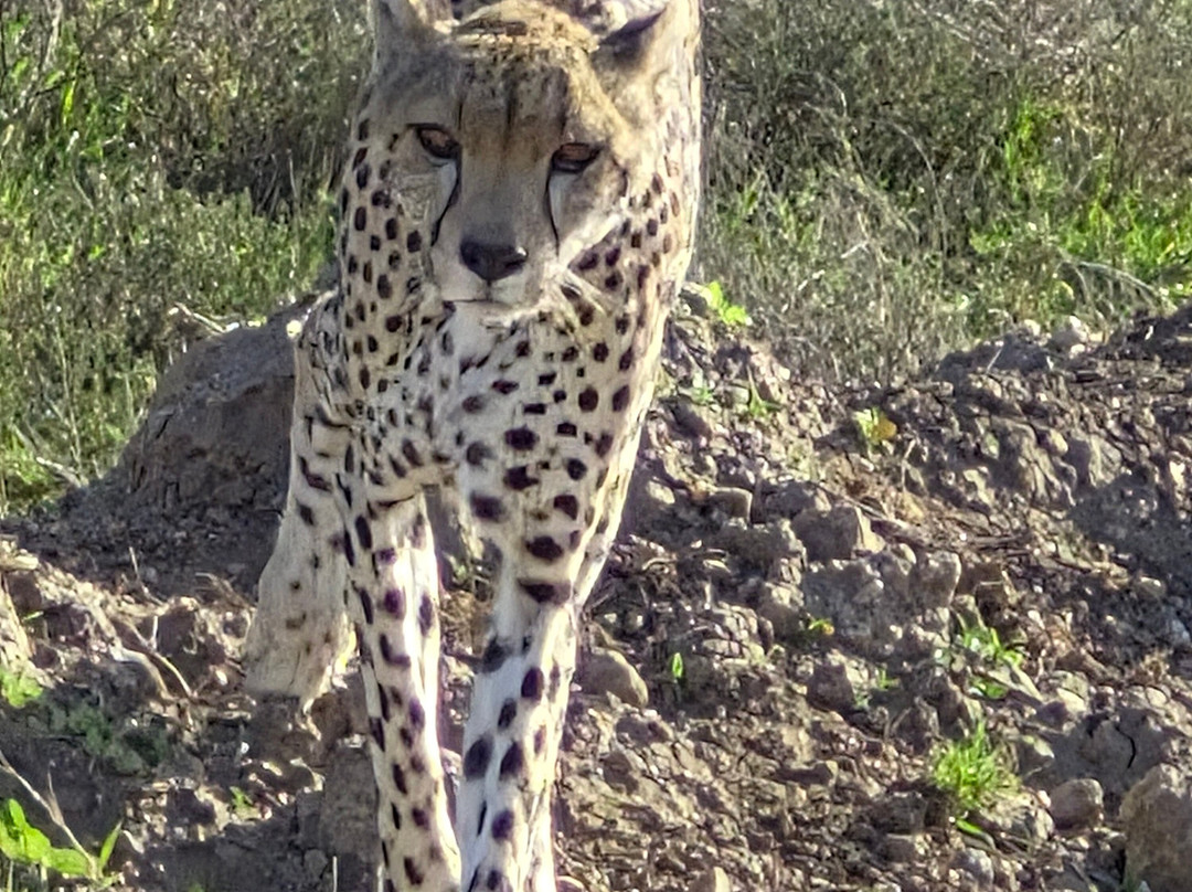Tanzania Specialist-阿鲁沙必去景点