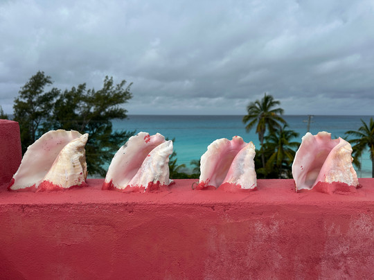 Dolphin House Museum-Alice Town必去景点