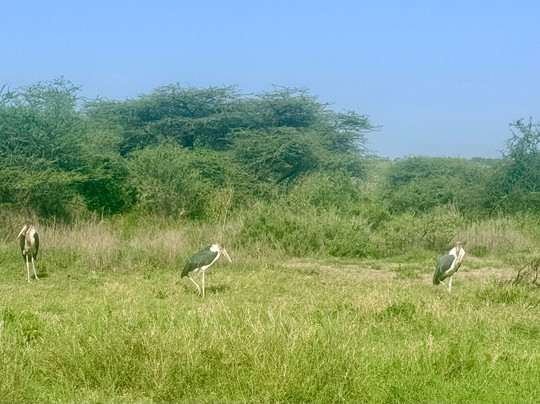 Ndutu Lake-恩戈罗恩戈罗保护区必去景点