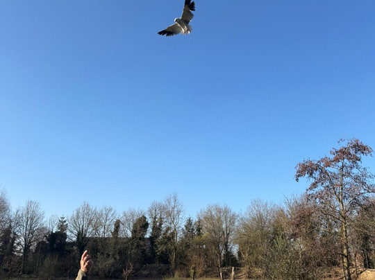 Topvogel-Diessen必去景点